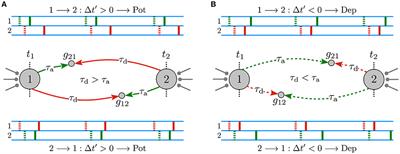 Dendritic and Axonal Propagation Delays May Shape Neuronal Networks With Plastic Synapses